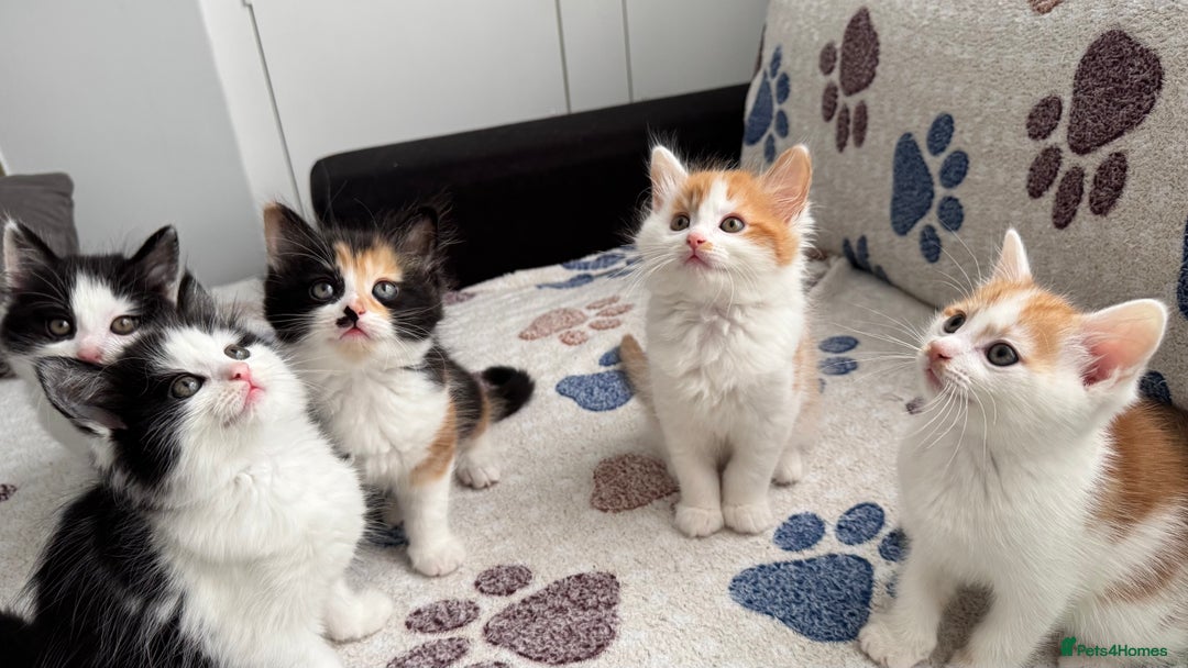 Domestic Shorthair cats for sale: Beautiful and adorable kittens for sale☺️ - Image 14
