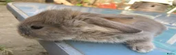 French Lop rabbits for sale: French Lop Bunnies in London - Advert 15