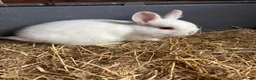 Netherland Dwarf rabbits for sale: Netherlands rabbits  in Hornsea - Advert 1