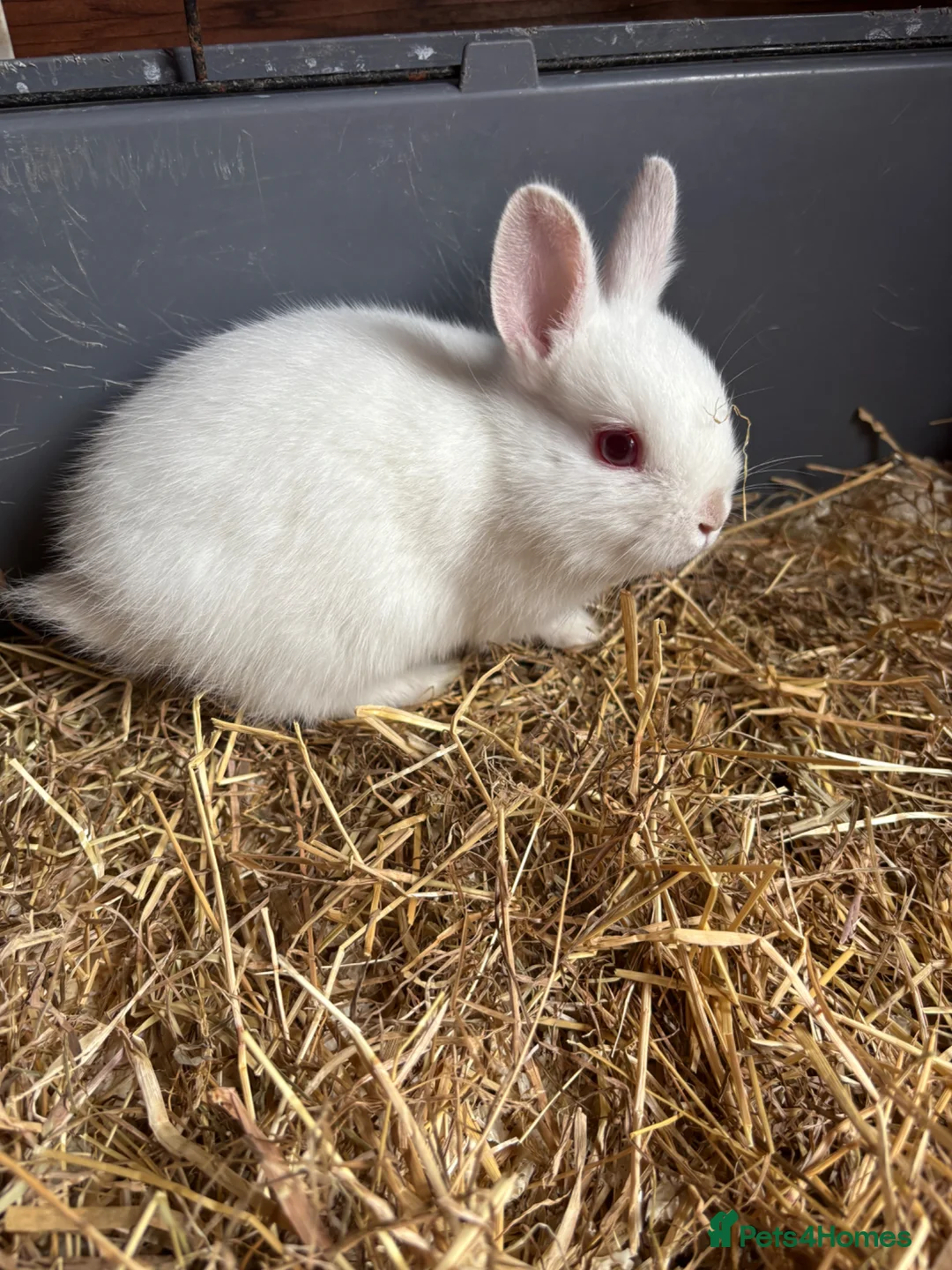 Netherland Dwarf rabbits for sale: Netherlands rabbits  in Hornsea - Advert 1
