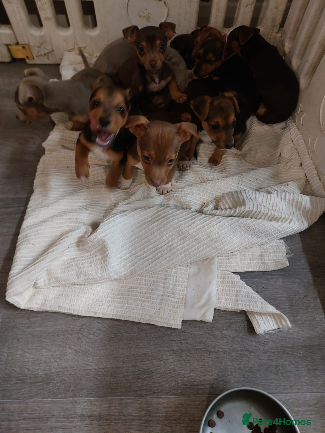 Jack Russell dogs for sale: Beautiful miniature pure Jack Russell’s  - Advert 2