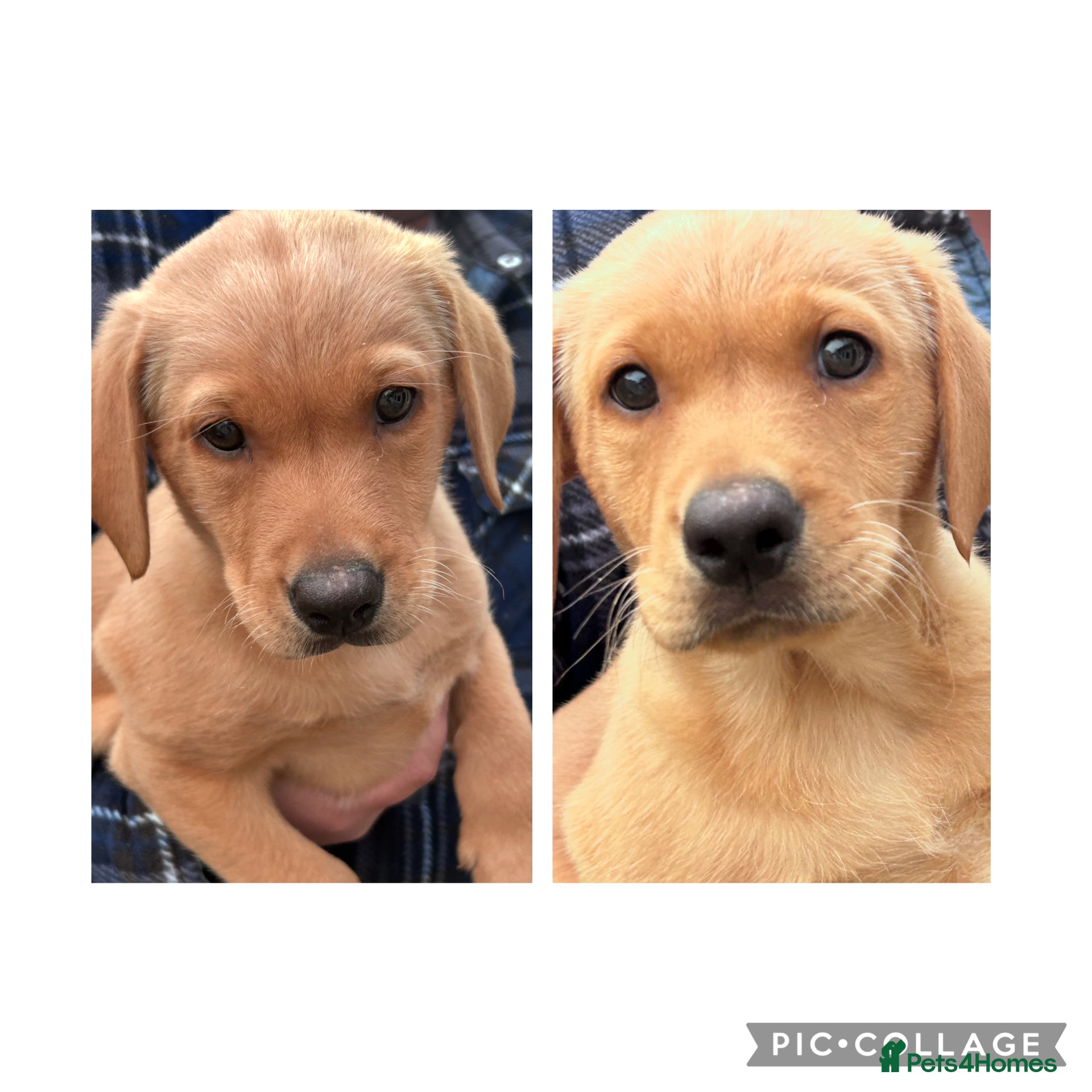 Labrador Retriever dogs  Labradors kc registered £800 ready to leave  - Advert 1