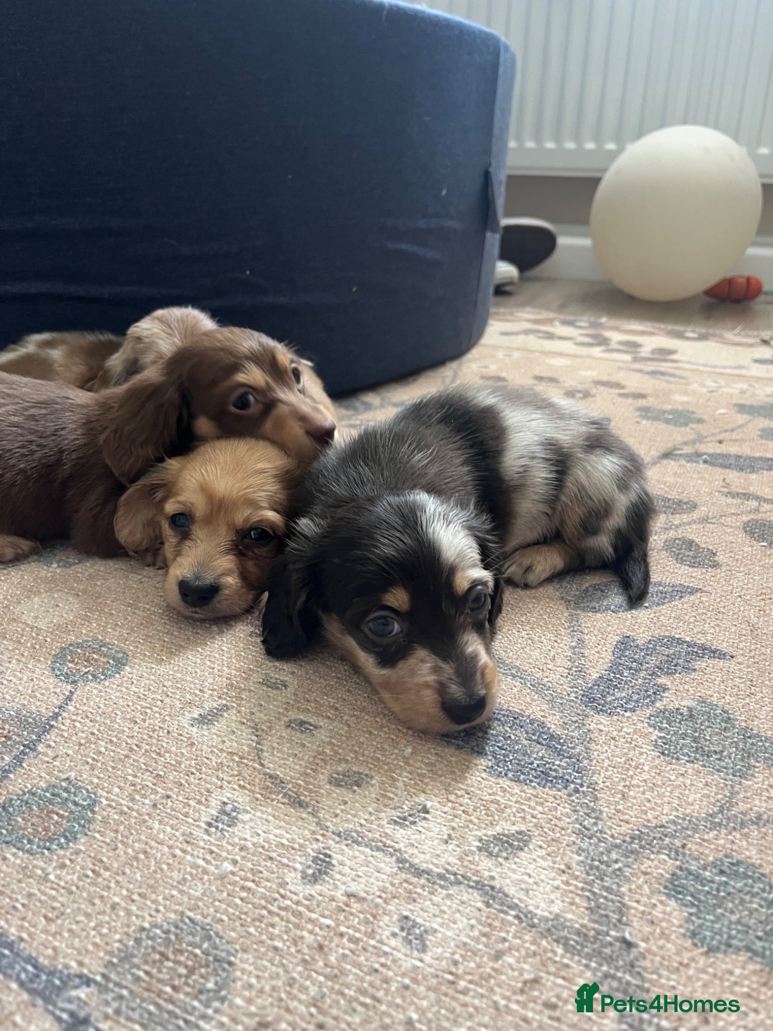Miniature Dachshund dogs LH mini dachshund - 1 dapple female left - Advert 7