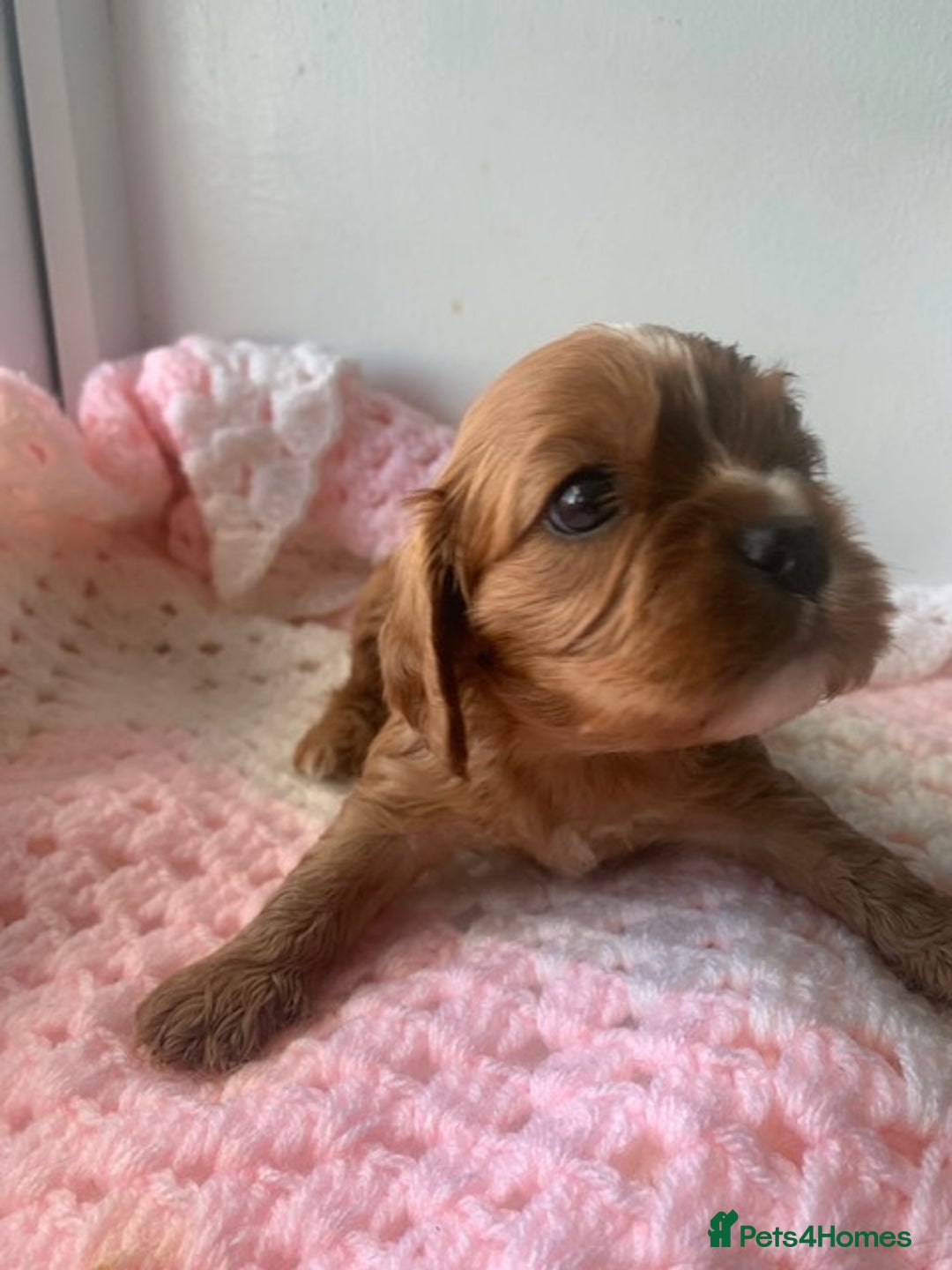 Cavalier King Charles Spaniel dogs for sale: ruby & black and tan kc reg pups - Advert 3