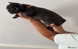 French Bulldog dogs for sale: Kc Registered 5 Generation Pedigree Quality  - Image 11