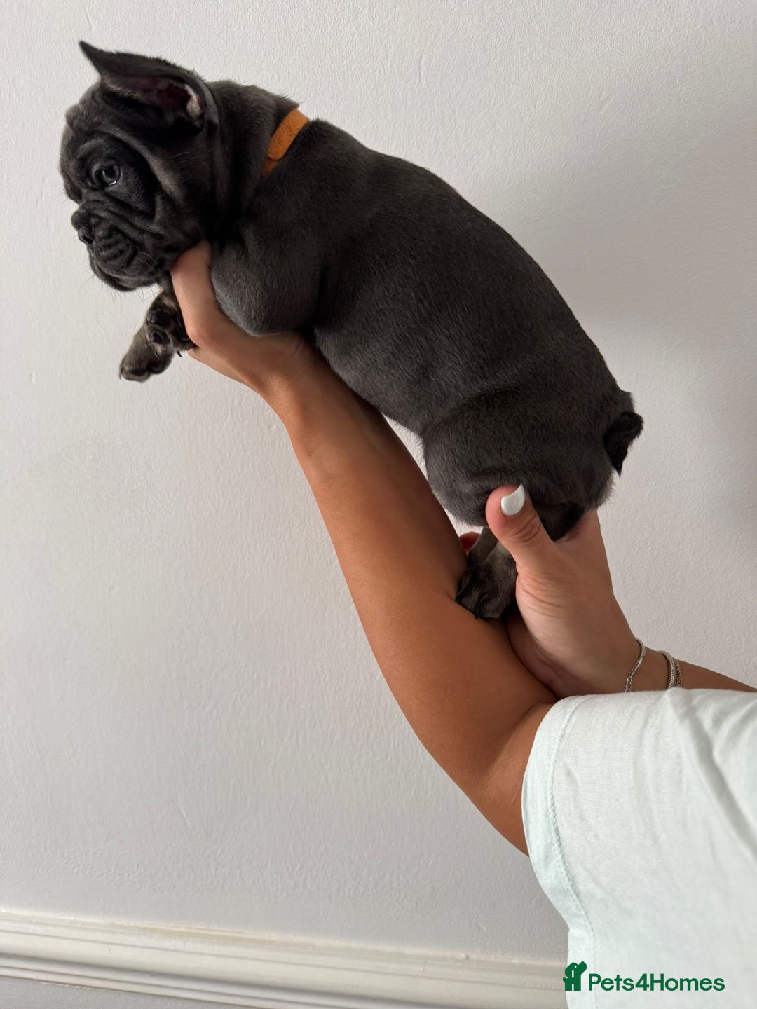 French Bulldog dogs for sale: Kc Registered 5 Generation Pedigree Quality  - Image 11