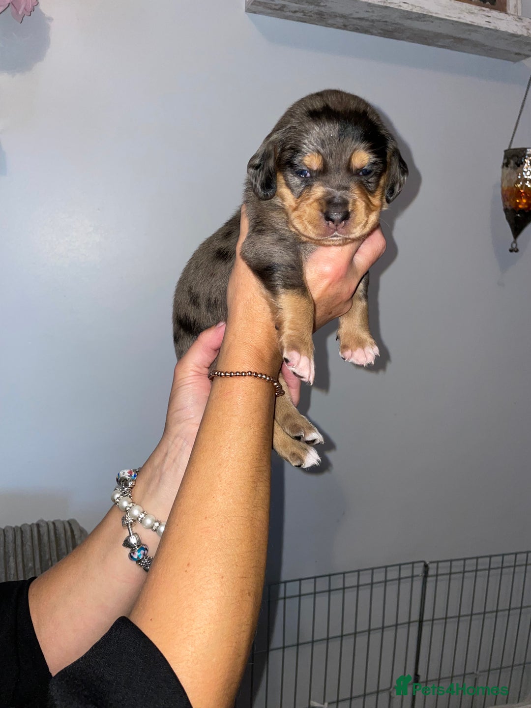 Mixed Breed dogs for sale: Sprollie Puppies  - Image 3