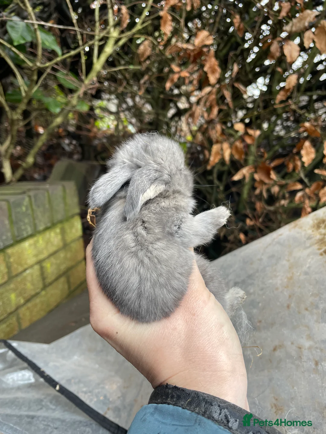Mini Lop rabbits for sale: Mini Lop Baby Bunnies  - Advert 11