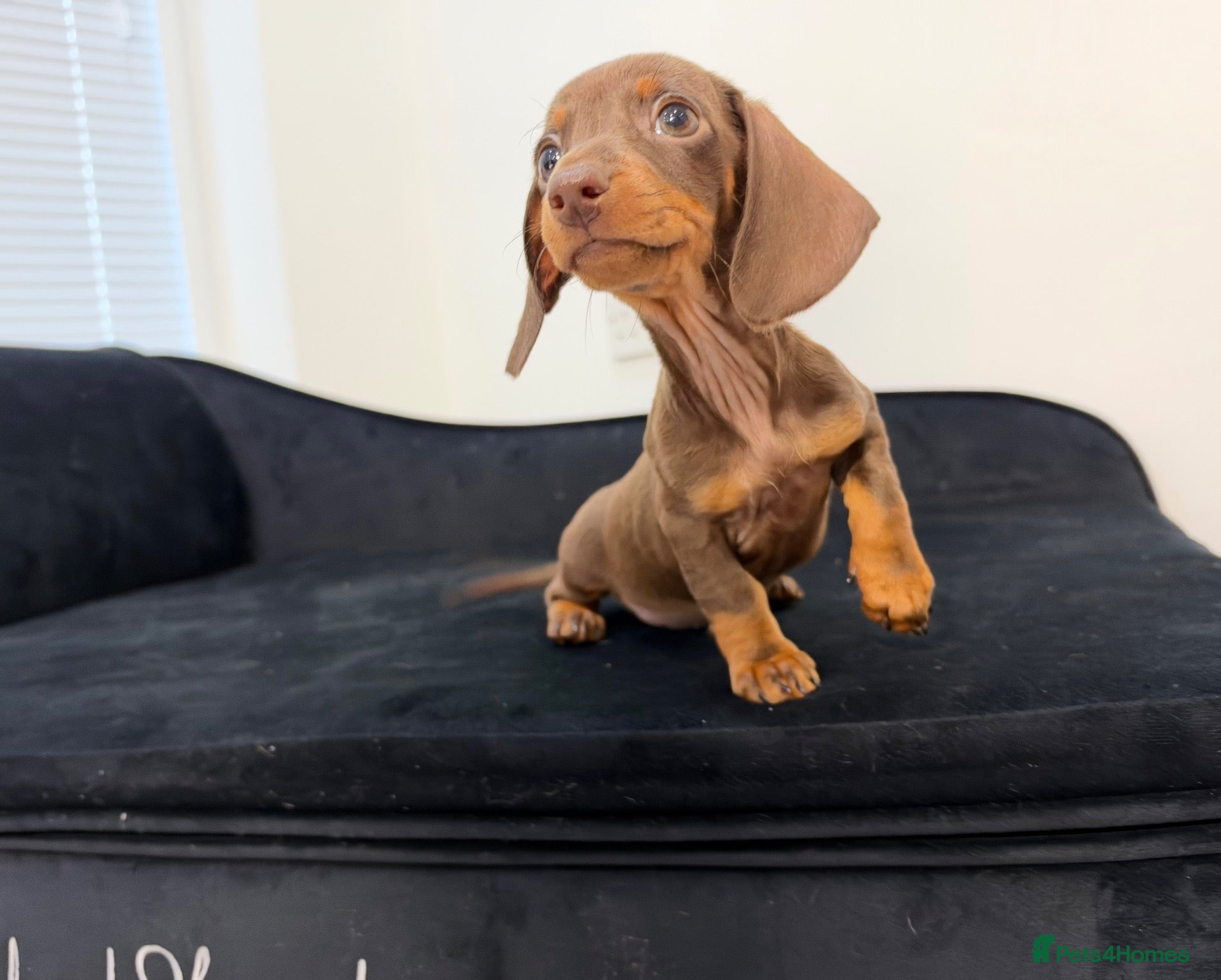 Miniature Dachshund dogs Ready now. 1 little girl left. KC mini dachshunds - Advert 2