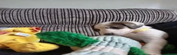 Saluki dogs for sale: Saluki  ** d saluki whippet  - Advert 13