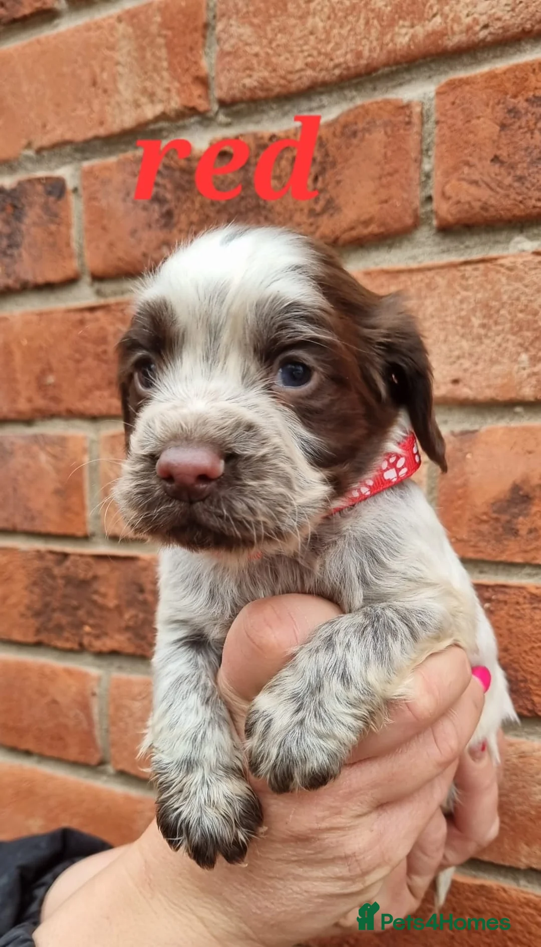 Cocker Spaniel dogs for sale: A stunning litter of cocker spaniels pups  - Advert 11