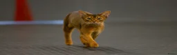 Abyssinian cats for sale: Fabulous Figgy - Advert 2