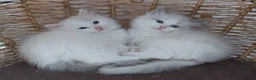 Ragdoll cats for sale: RAGDOLLS BICOLOUR GIRL BOY BLUE EYES  - Advert 20
