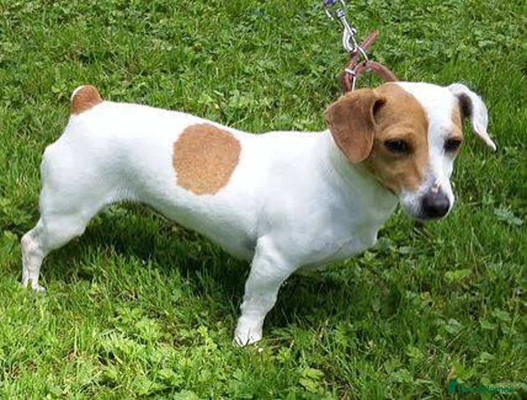 Jack Russell dogs for sale: Jack Russell bitch - Image 2