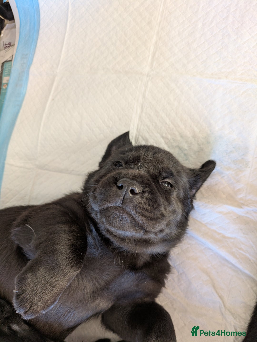 Labrador Retriever dogs for sale: Stunning chunky kc reg pups, parents health tested - Advert 10