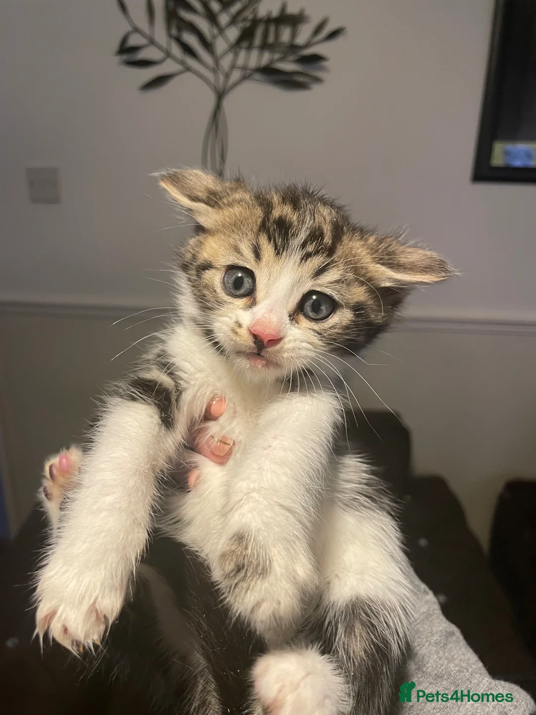 Mixed Breed cats for sale: Tabby X Bengal Kittens  - Advert 10