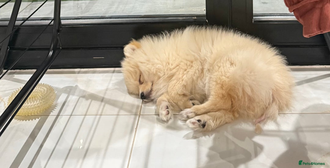 Pomeranian dogs for sale: Fluffy Female Pomeranian Pup  - Image 2