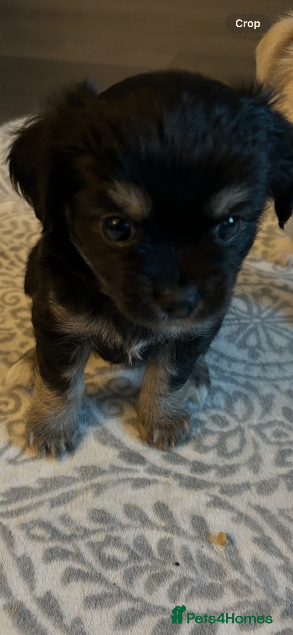Chihuahua dogs Beautiful chihuahua babies - Advert 2