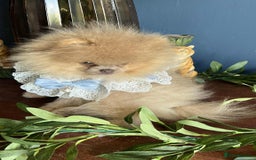 Pomeranian dogs for sale: Stunning pick of the litter Pomeranian Boy - Image 9
