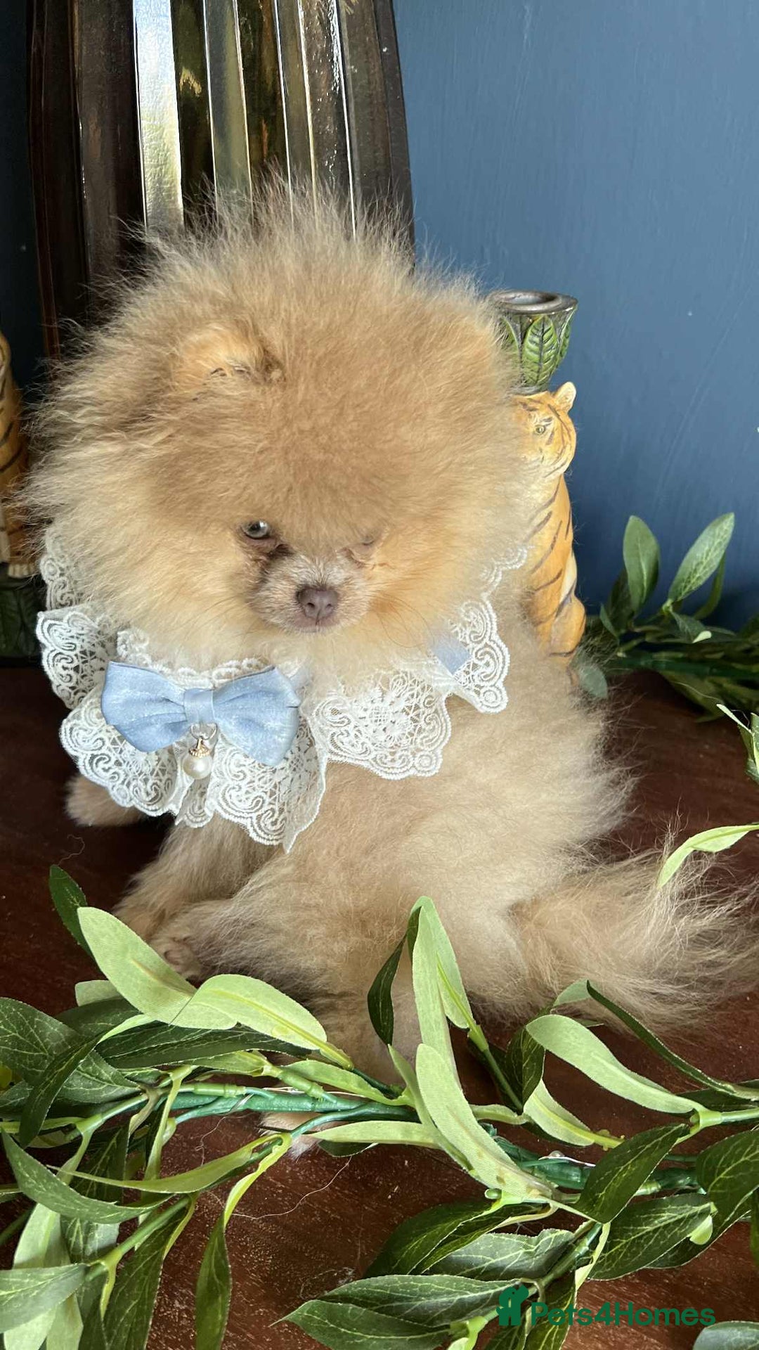 Pomeranian dogs for sale: Stunning pick of the litter Pomeranian Boy - Image 9