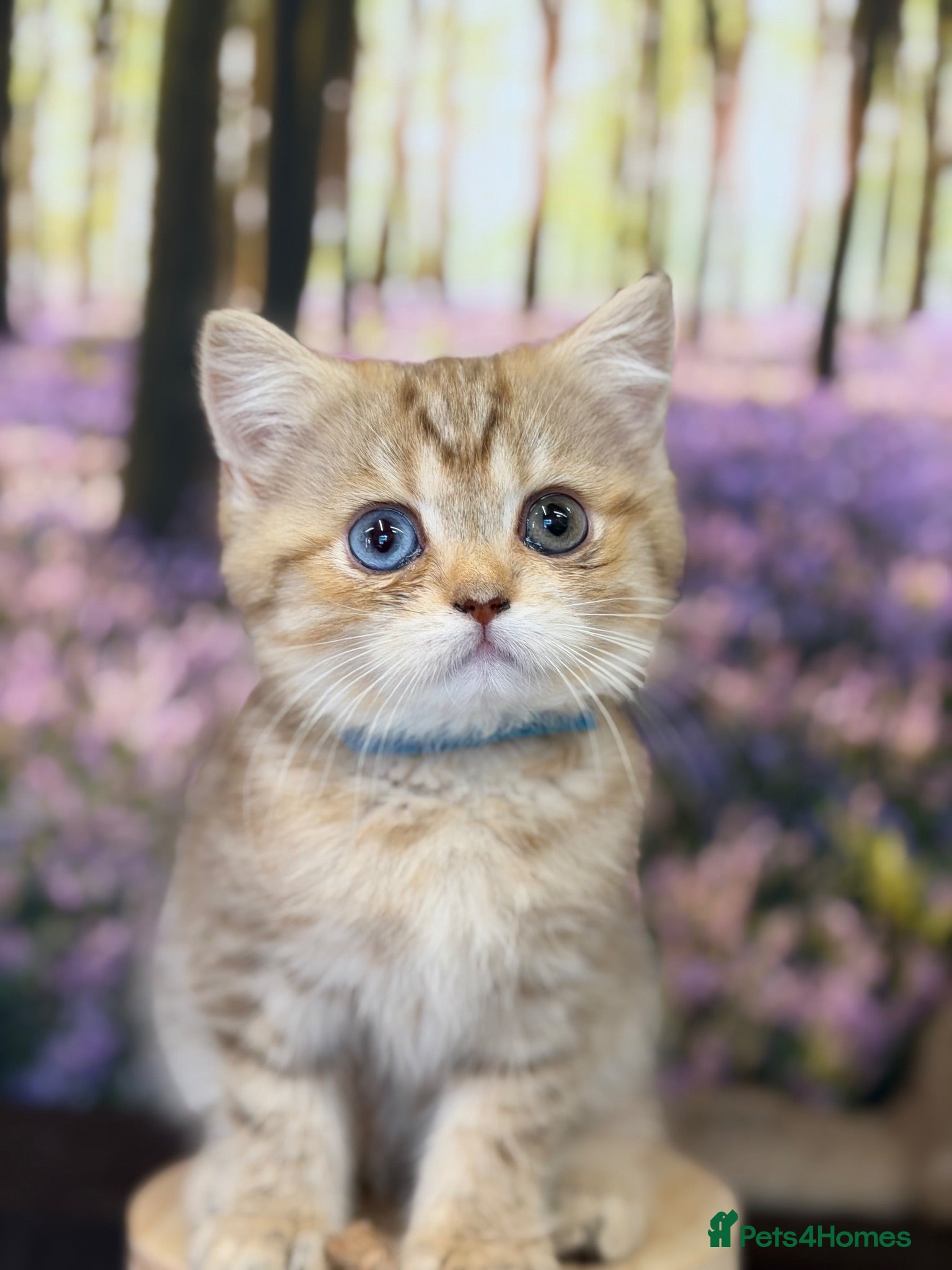 British Shorthair cats British sh odd/blue eyed adorable kittens GCCF  - Advert 6