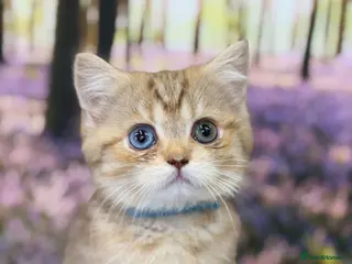 British Shorthair cats British sh odd/blue eyed adorable kittens GCCF - Advert 6