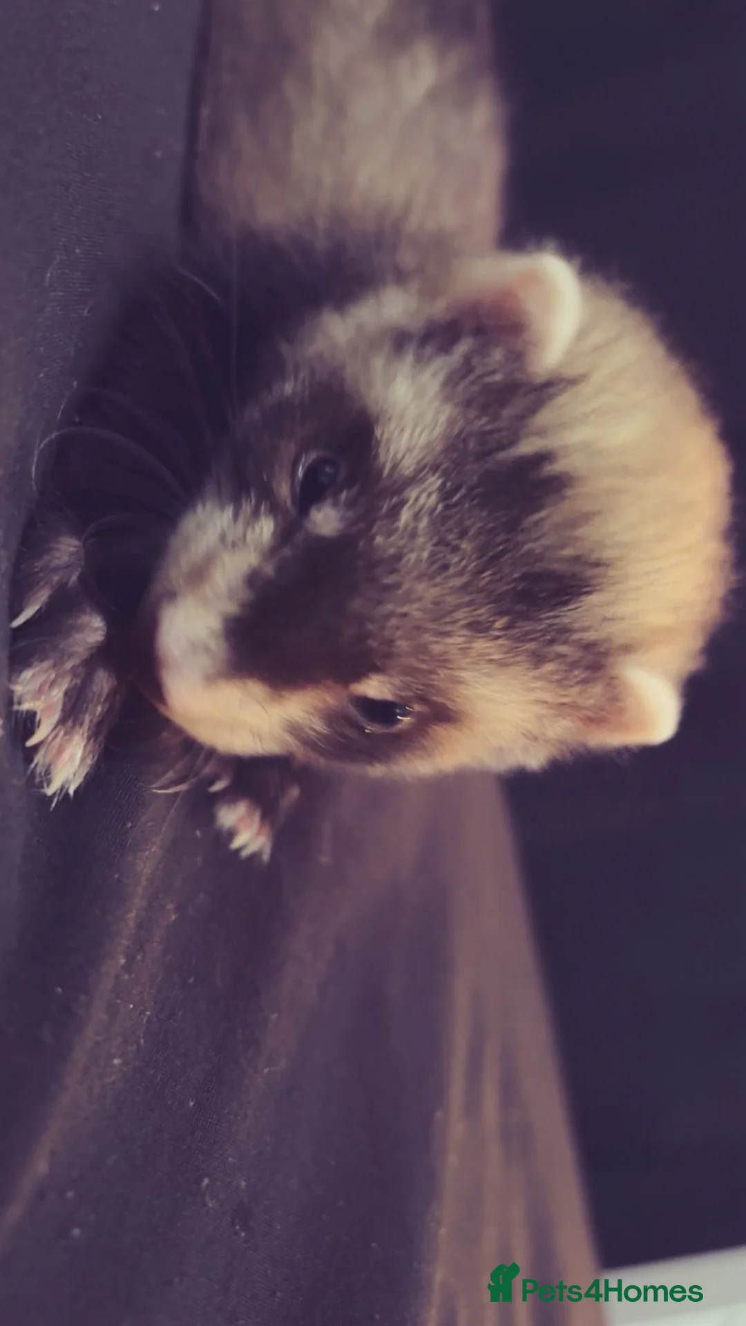 Ferret rodents for sale: Two kit ferrets 14 week old in Alfreton - Advert 2