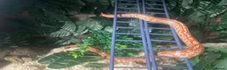Corn Snake reptiles for sale: Corn snake and tank - Advert 10
