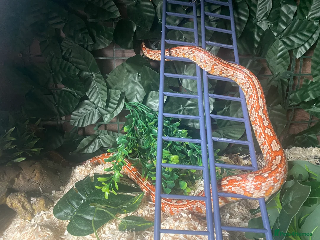 Corn Snake reptiles for sale: Corn snake and tank - Advert 10