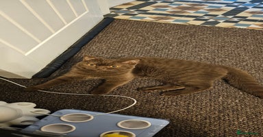 British Shorthair cats - Advert 8