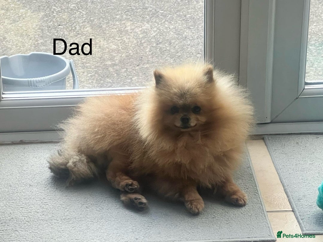 Pomeranian dogs for sale: Pomeranian Puppies looking for their new homes❤️ - Advert 12