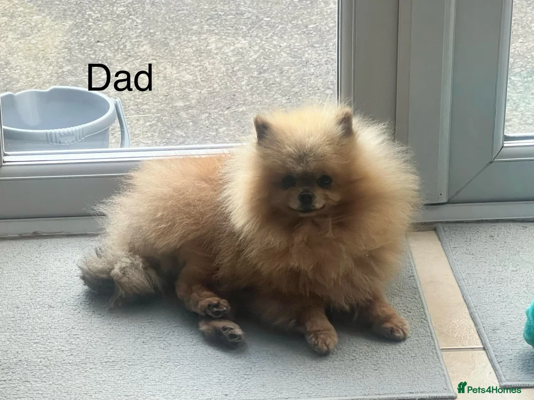 Pomeranian dogs for sale: Pomeranian Puppies looking for their new homes❤️ - Advert 10