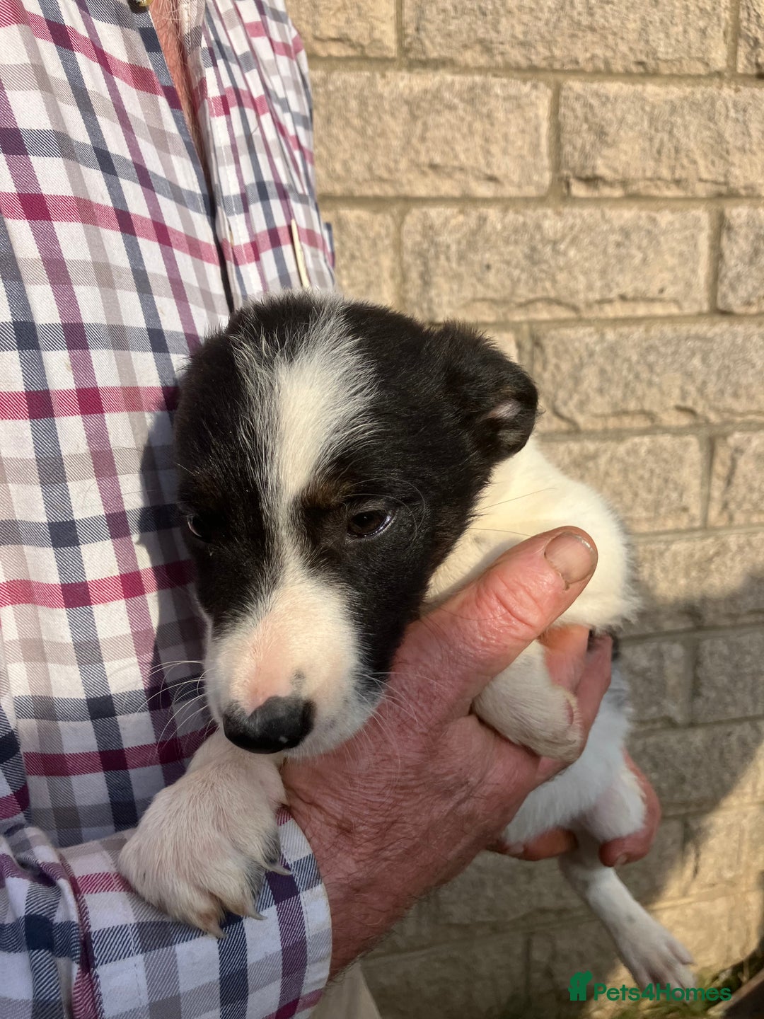 Border Collie dogs for sale: Pure border collies ready now  - Image 24