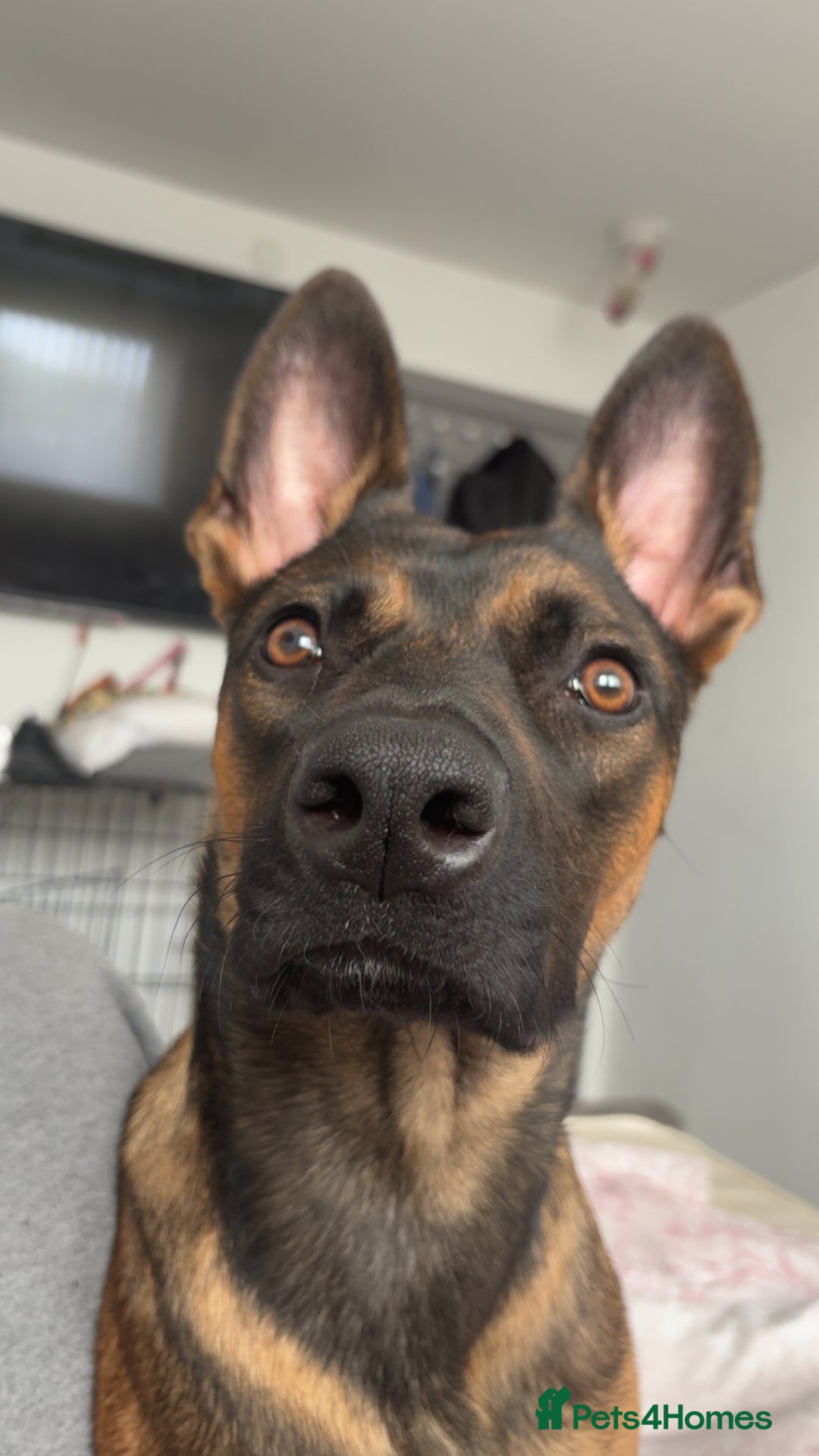 Belgian Shepherd Dog dogs for sale: Nova  - Advert 6