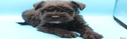 Miniature Schnauzer dogs for sale: 🌟 Exceptional KC Miniature Schnauzer Puppies 🌟 - Advert 27