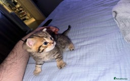 British Shorthair cats for sale: Golden british short hair kittens - Image 12