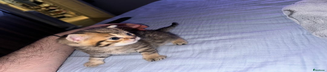 British Shorthair Kitten 3