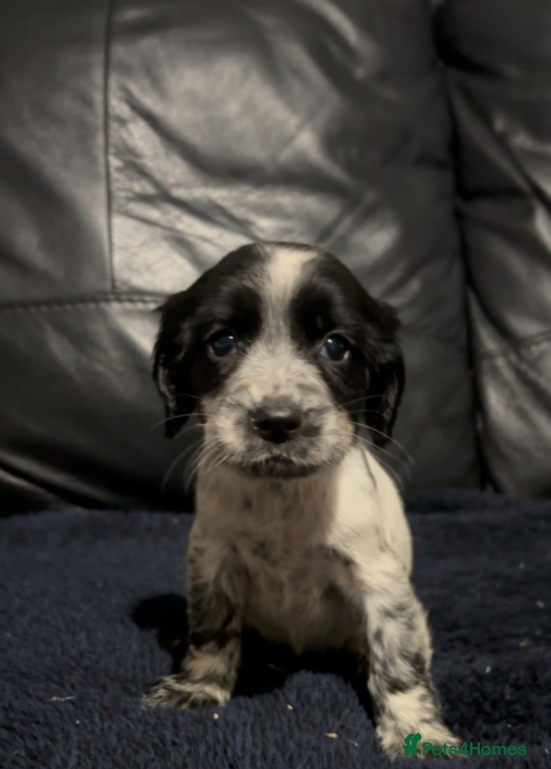 Cocker Spaniel dogs for sale: Adorable cocker spaniel puppies - Image 9