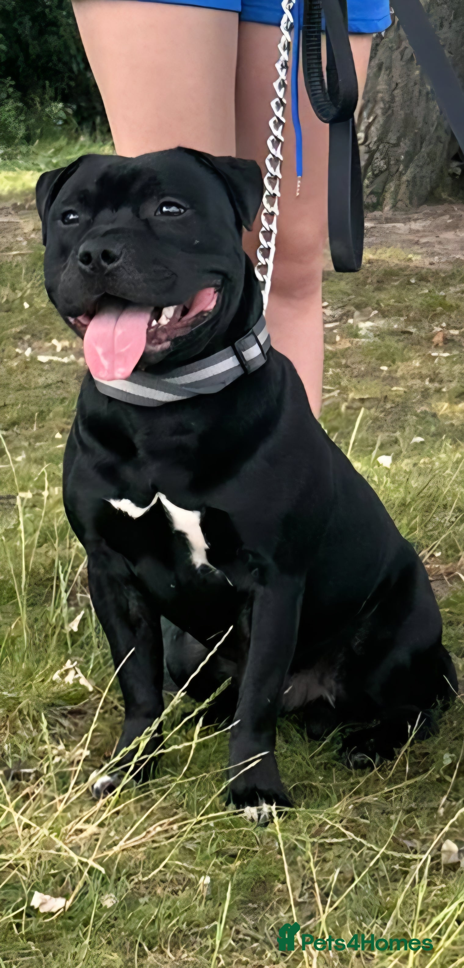 Staffordshire Bull Terrier dogs Black KC Reg Staffordshire Bull Terrier Male - Advert 17