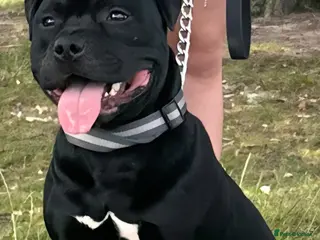 Staffordshire Bull Terrier dogs Black KC Reg Staffordshire Bull Terrier Male - Advert 17