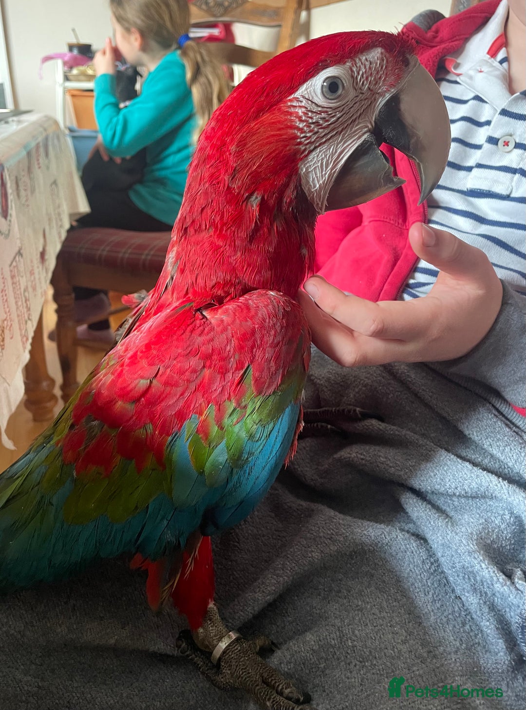 Macaws birds for sale: Baby green winged macaws - Advert 2