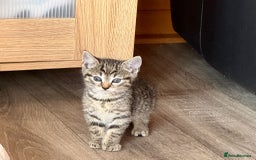 British Shorthair cats for sale: 5 adorable kittens  - Image 6