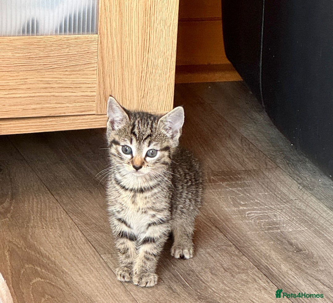British Shorthair cats for sale: 5 adorable kittens  - Image 6