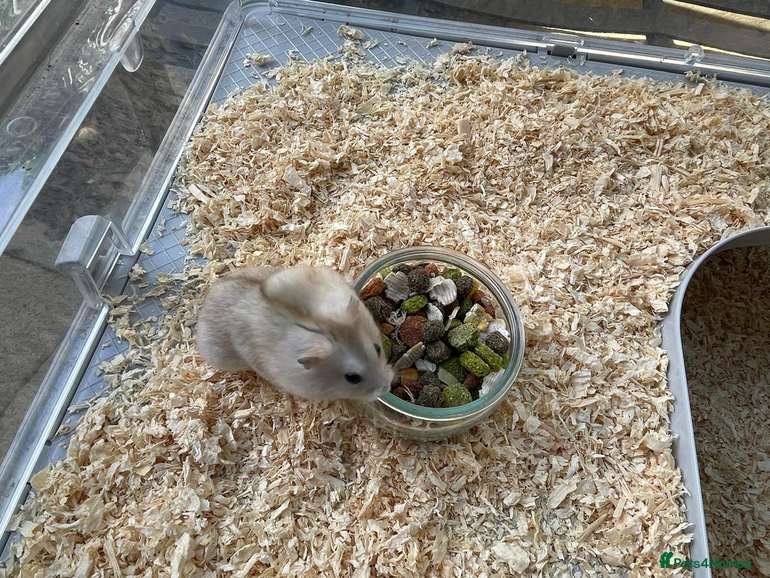 Hamster rodents for sale: Russians Dwarfs hamster  - Image 3
