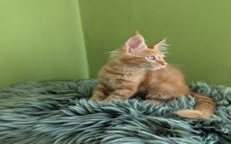 Maine Coon cats for sale: Beautiful Pedigree Maine Coon Kittens  - Image 12