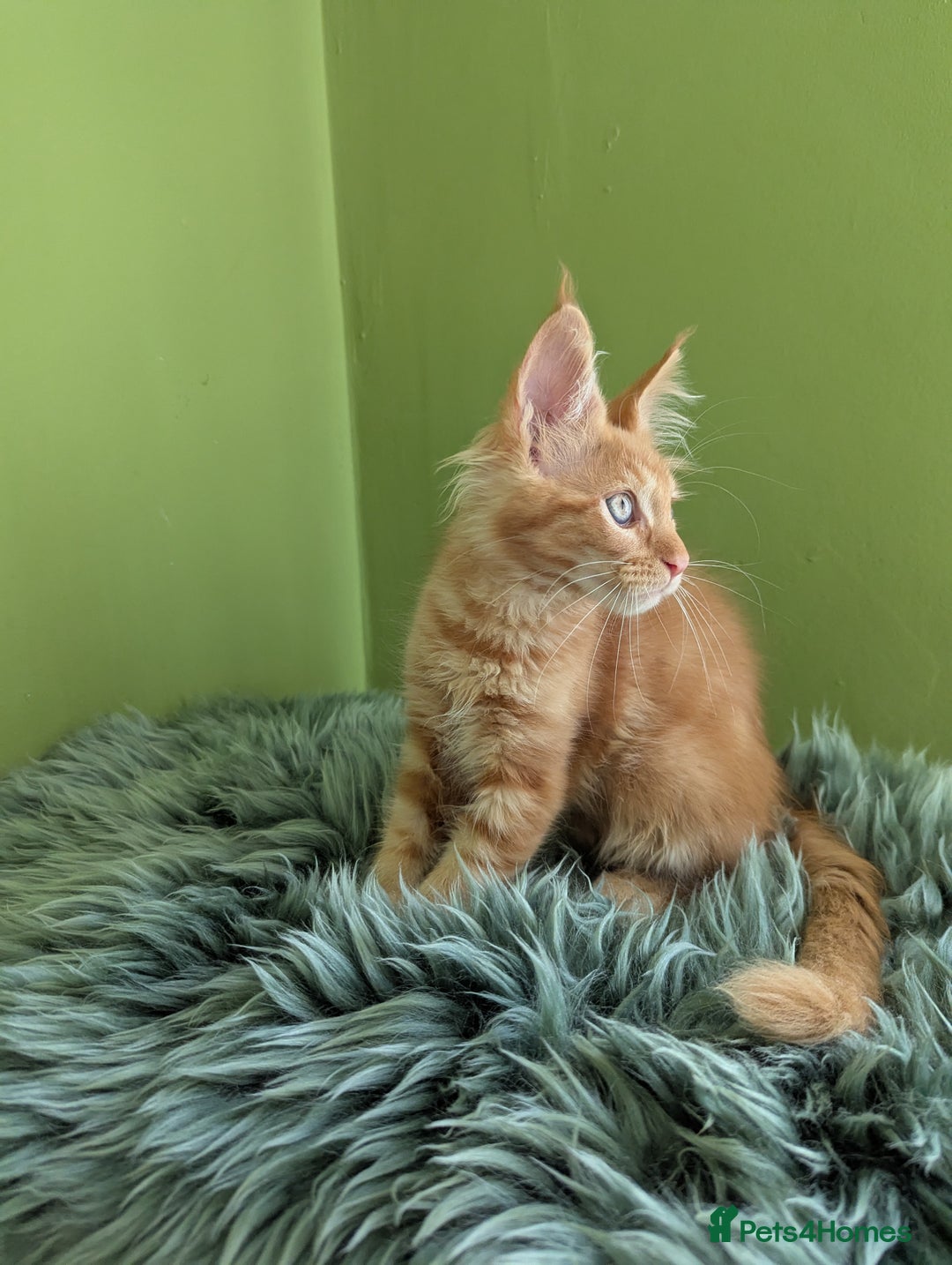 Maine Coon cats for sale: Beautiful Pedigree Maine Coon Kittens  - Image 12