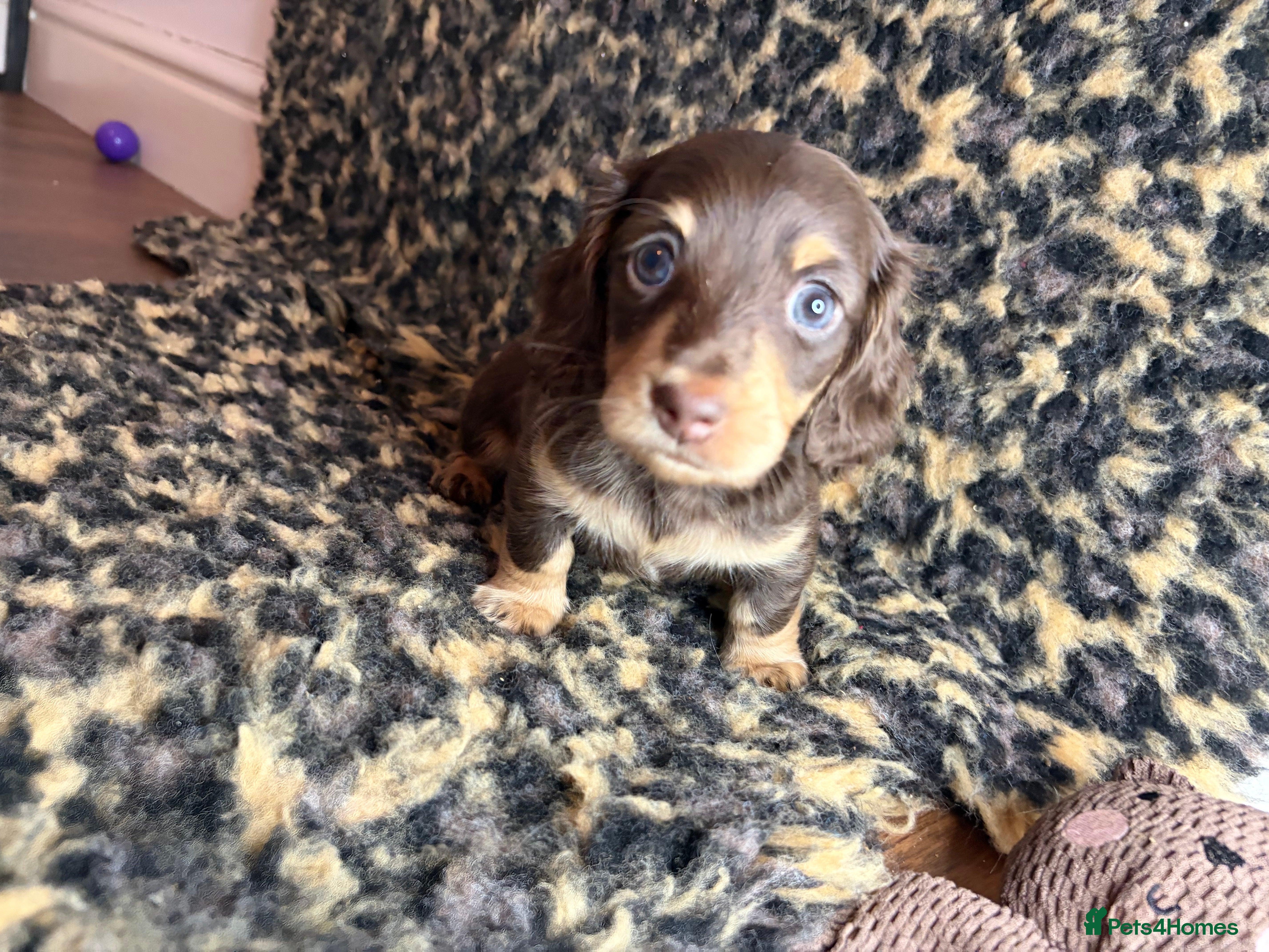 Miniature Dachshund dogs Chocolate and cream longhair miniature dachshunds  - Advert 15