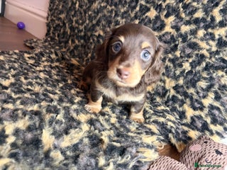 Miniature Dachshund dogs Chocolate and cream longhair miniature dachshunds - Advert 15