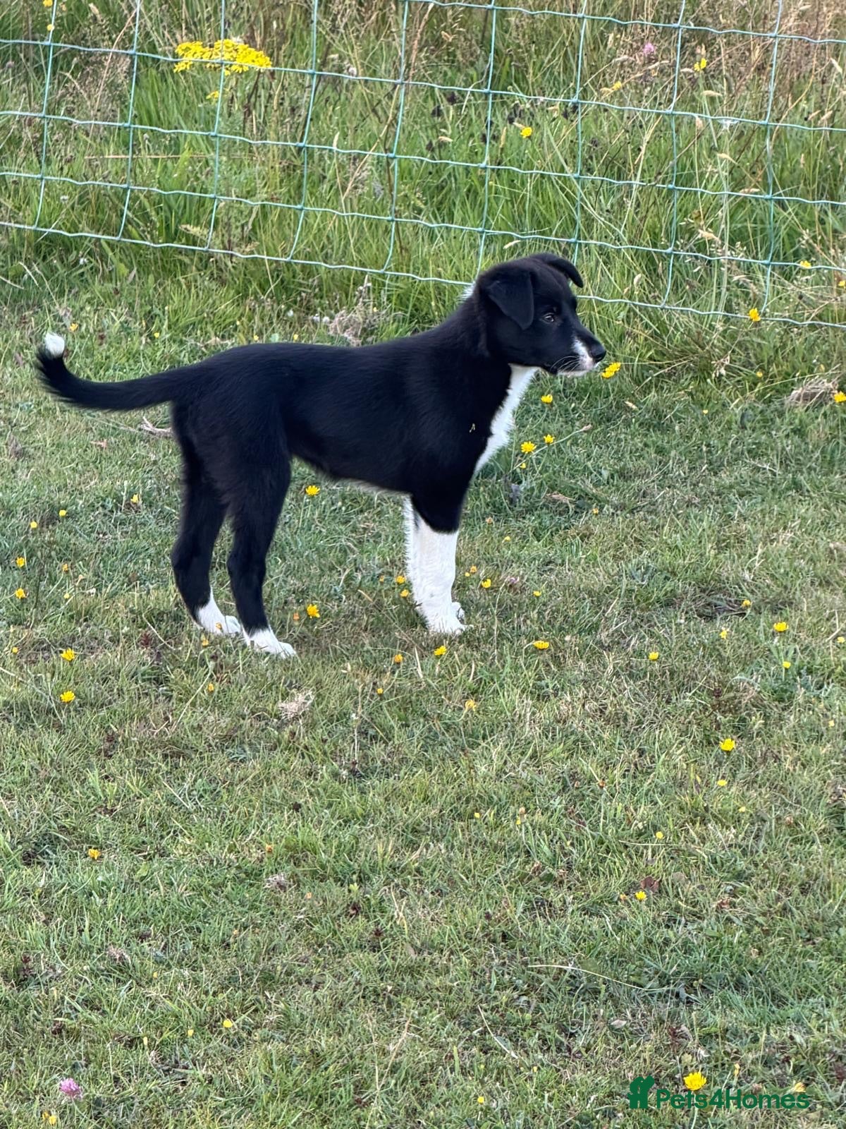 Border Collie dogs Working Collies - Advert 9
