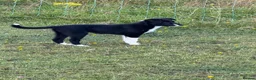 Border Collie dogs for sale: Working Collies - Advert 1